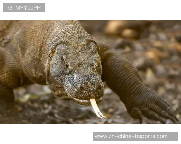 意媒曝菲尔克鲁格客战科莫遭窃房间物品原本无需参赛引发关注